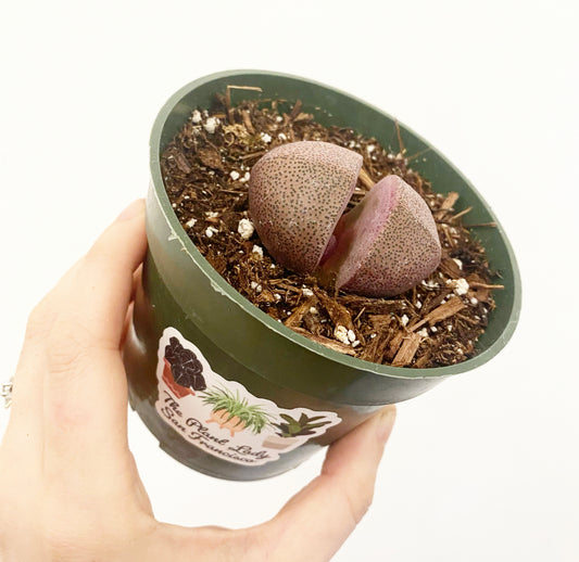 Split Rock ‘Pleiospilos nelii’