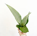 Load image into Gallery viewer, Sansevieria &#39;Moonshine&#39;
