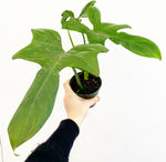 Load image into Gallery viewer, Philodendron bipennifolium
