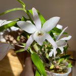 Load image into Gallery viewer, Dendrobium ‘Sofia Bloyer’
