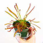 Load image into Gallery viewer, Drosera capensis (Cape Sundew)

