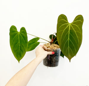 Anthurium papillilaminum hybrid x