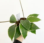 Load image into Gallery viewer, Hoya macrophylla
