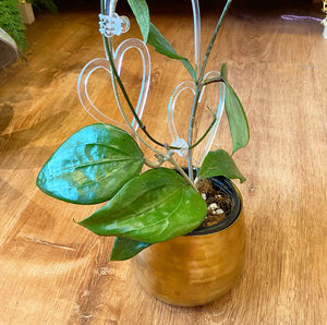 Hoya rigida