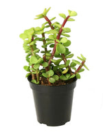 Load image into Gallery viewer, Elephant Bush (Portulacaria afra)
