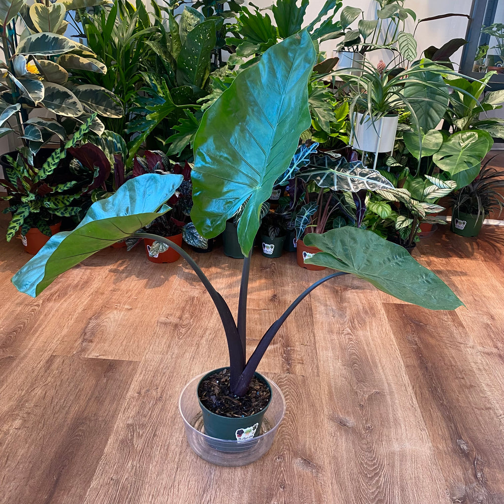 Alocasia Black Stem