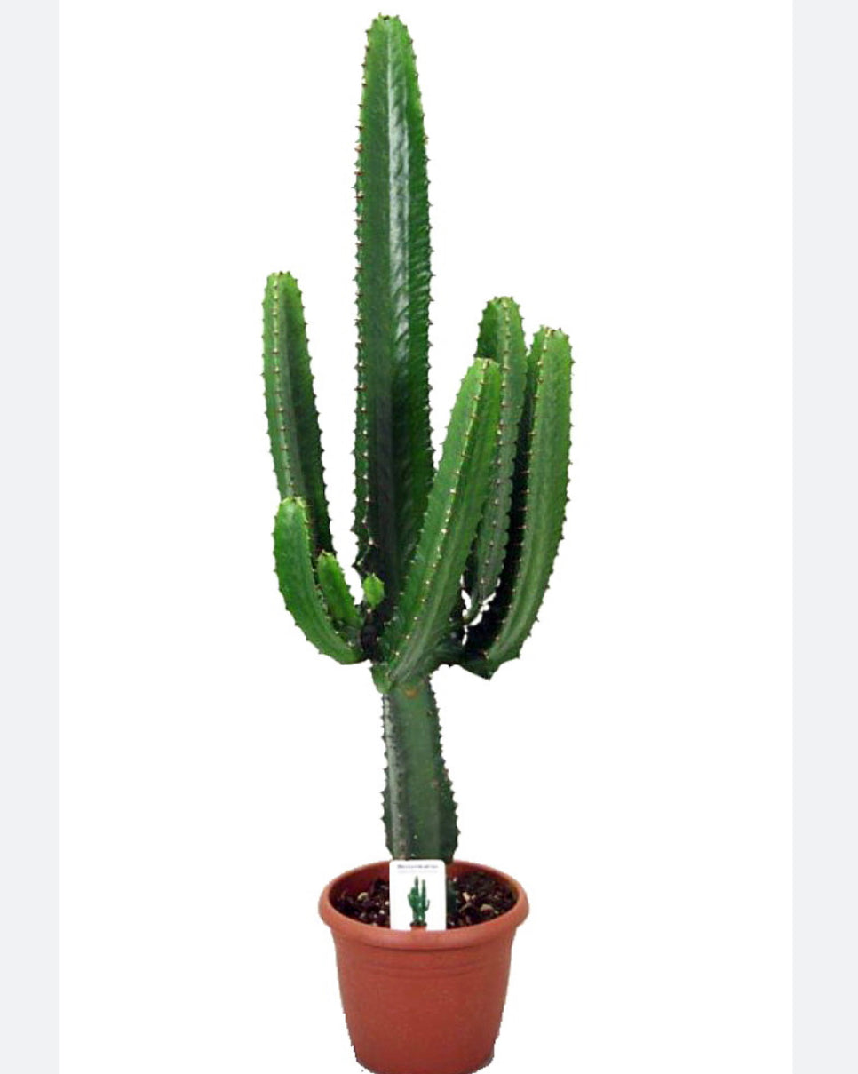 Euphorbia acruensis ‘Desert Candle’
