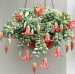 Load image into Gallery viewer, Cotyledon pendens (Cliff Cotyledon)
