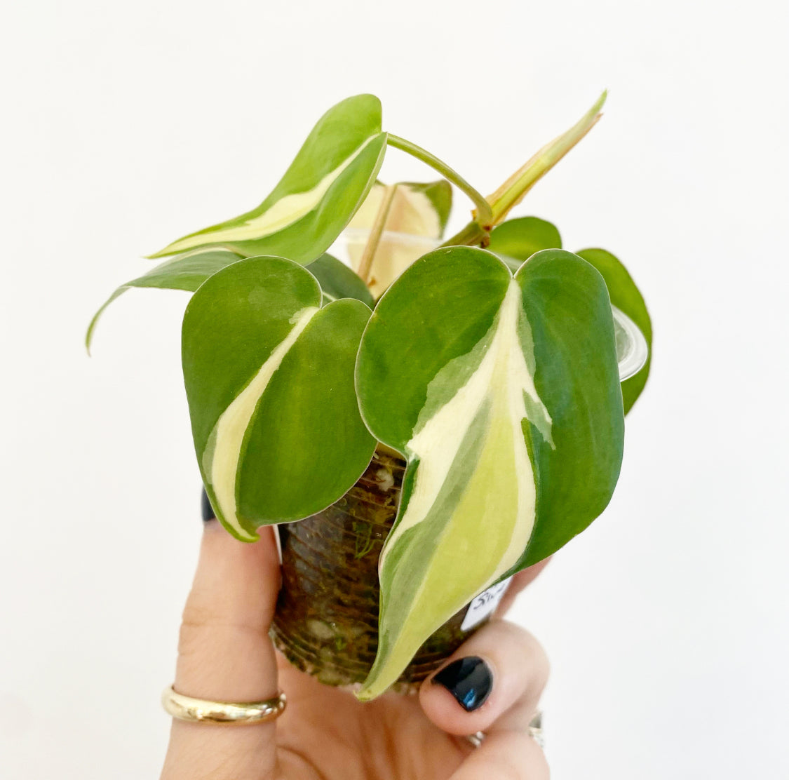 Philodendron hederaceum 'Silver Stripe'
