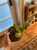 Load image into Gallery viewer, Platycerium bifurcatum (&quot;Common&quot; Staghorn Fern)
