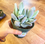 Load image into Gallery viewer, Pachyphytum &#39;Blue Haze&#39;
