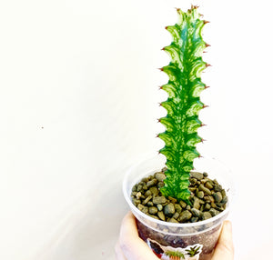 Euphorbia trigona varieagta