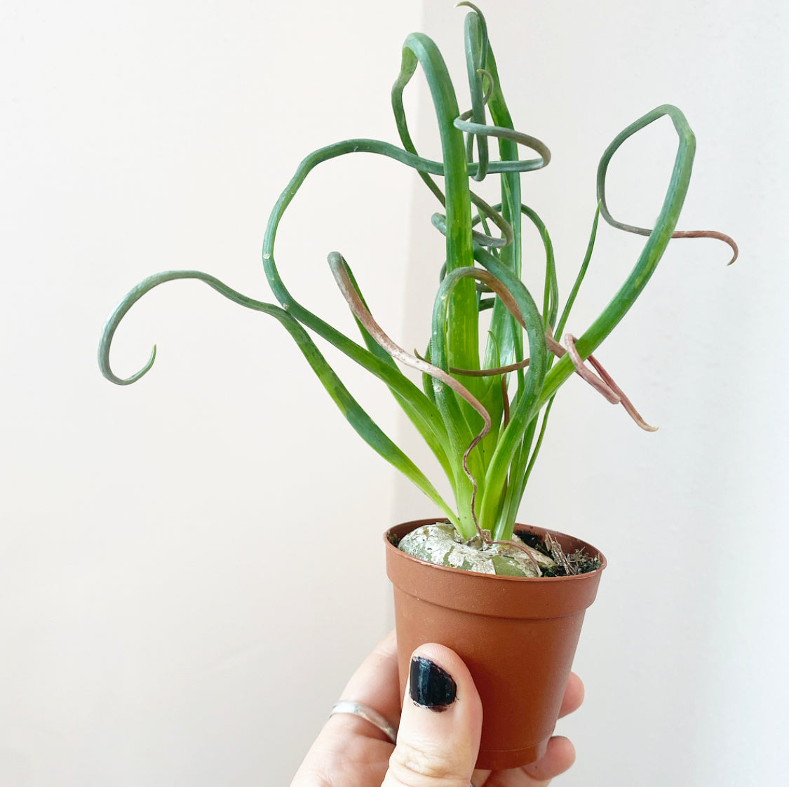 Albuca spiralis (Frizzle Sizzle)