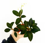 Load image into Gallery viewer, Ludisia discolor (Jewel Orchid)
