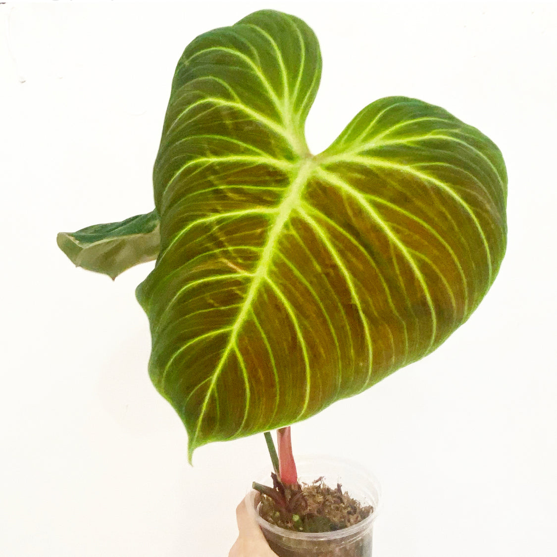 Philodendron rubrijuvenilum sp. 'El Choco Red'