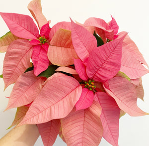 Poinsettia (Euphorbia pulcherrima)