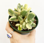 Load image into Gallery viewer, Variegated Bear Paw Succulent
