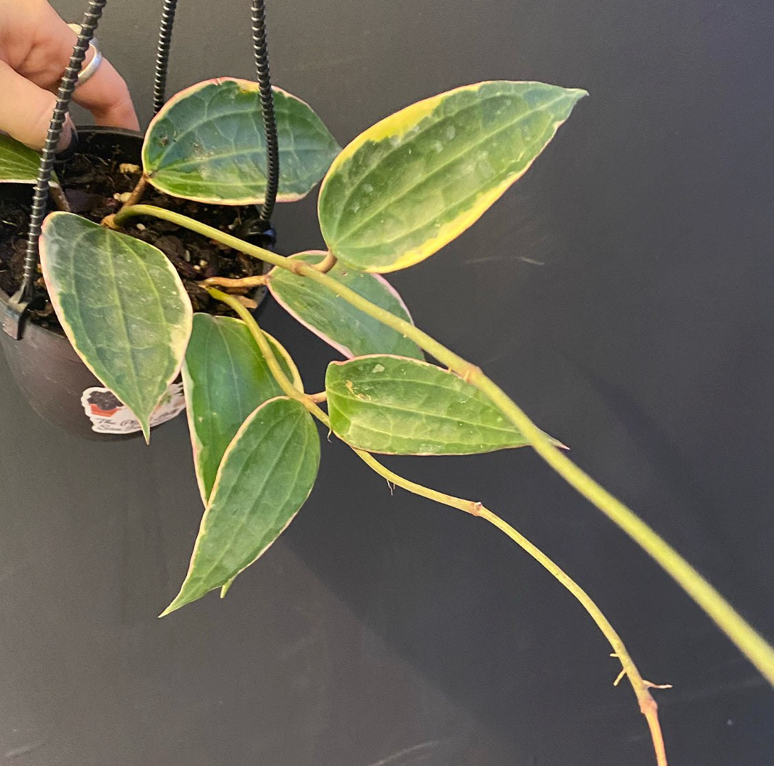 Hoya macrophylla