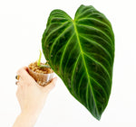 Load image into Gallery viewer, Philodendron melanochrysum x verrucosum &quot;Splendid&quot;
