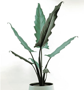 Alocasia Purple Sword