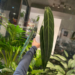 Load image into Gallery viewer, Anthurium warocqueanum
