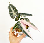 Load image into Gallery viewer, Alocasia ‘Bambino’ - pink variegated
