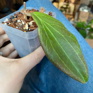 Hoya benvergarai