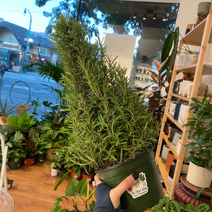 Rosemary Holiday Tree