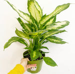 Load image into Gallery viewer, Dieffenbachia  &#39;Camille&#39;
