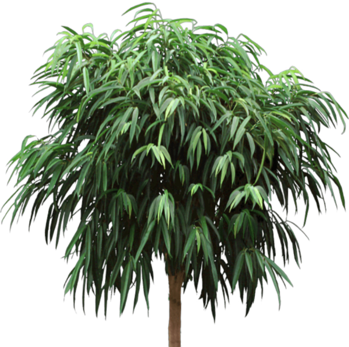 Ficus alii ‘Amstel King’