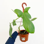 Load image into Gallery viewer, Philodendron bipennifolium
