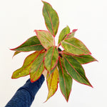 Load image into Gallery viewer, Aglaonema &#39;Siam Aurora&#39; AKA &quot;Red Siam&quot;
