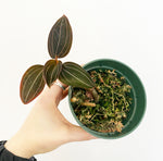 Load image into Gallery viewer, Ludisia discolor (Jewel Orchid)
