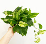 Load image into Gallery viewer, Pothos ‘Marble Queen’
