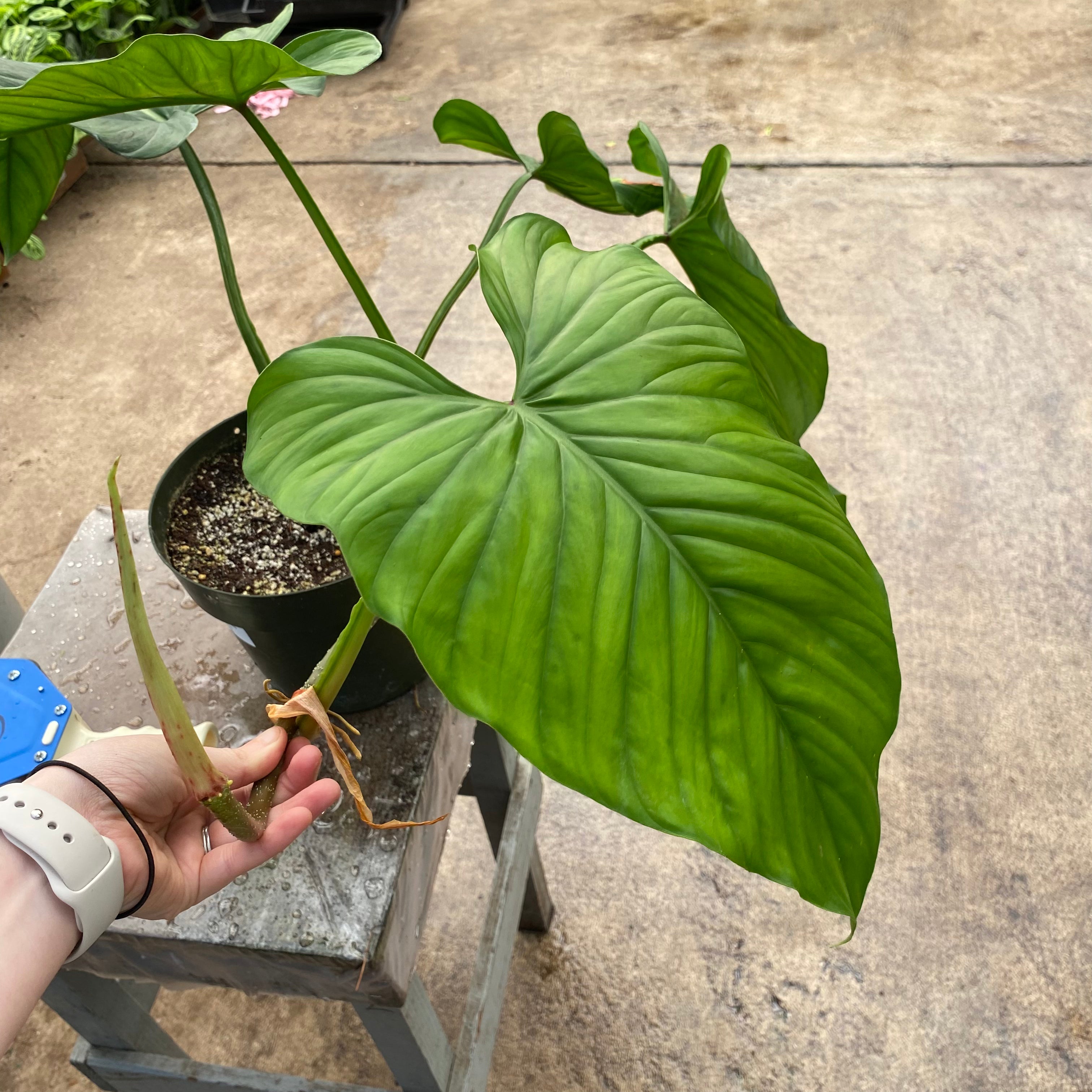 Philodendron ernestii