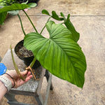 Load image into Gallery viewer, Philodendron ernestii
