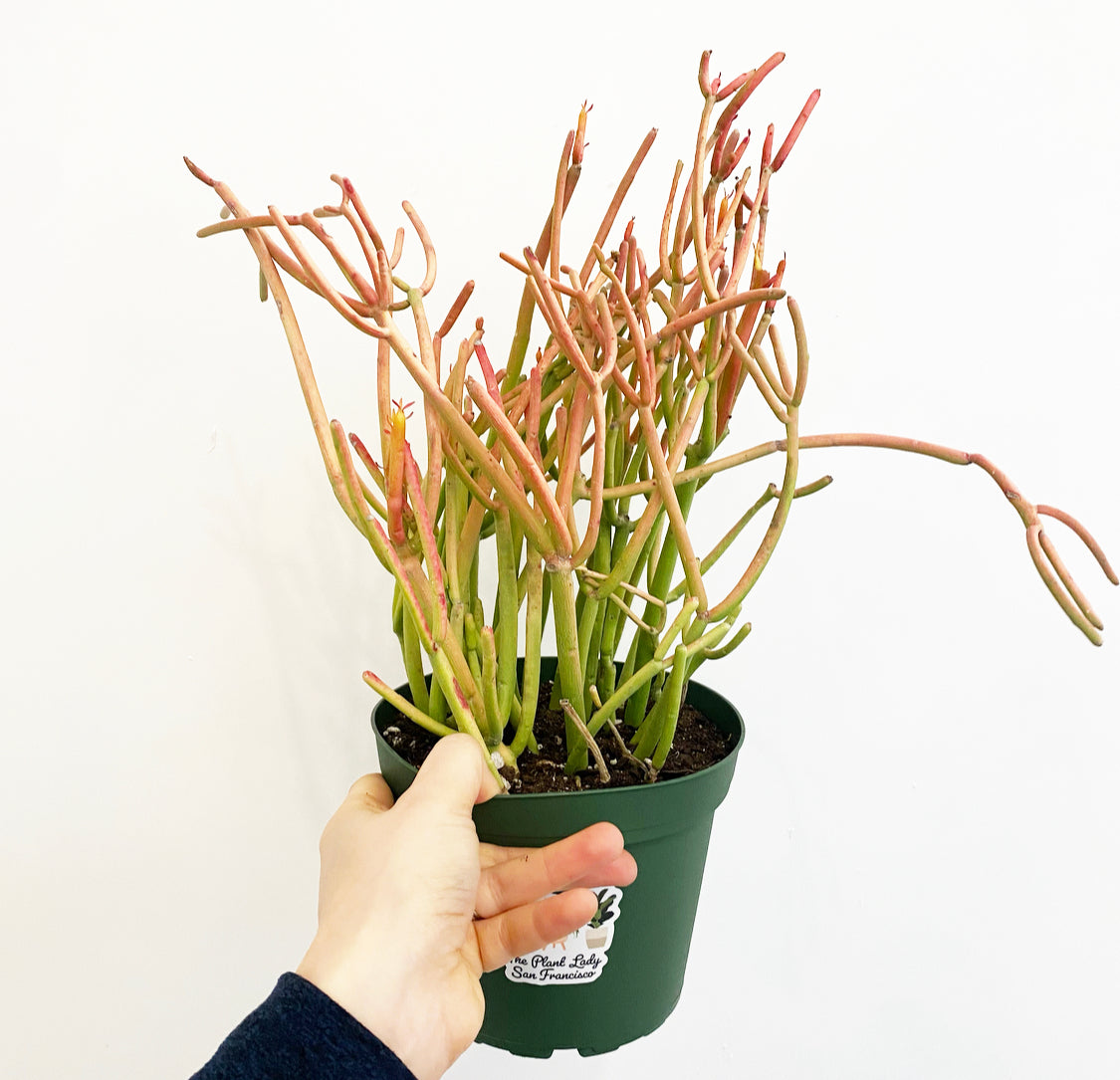 Pencil Cactus (Euphorbia tirucalli)