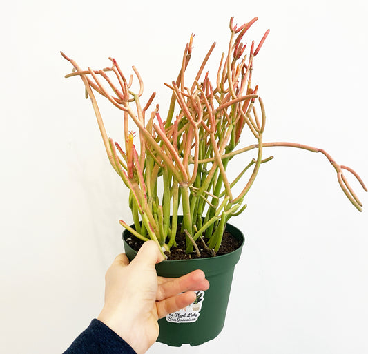 Pencil Cactus (Euphorbia tirucalli)