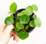 Load image into Gallery viewer, Pilea peperomiodes
