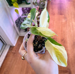 Load image into Gallery viewer, Philodendron ‘Gabby’
