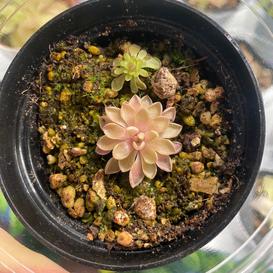 Pinguicula ehlersiae x mesophytica "Estrellita"