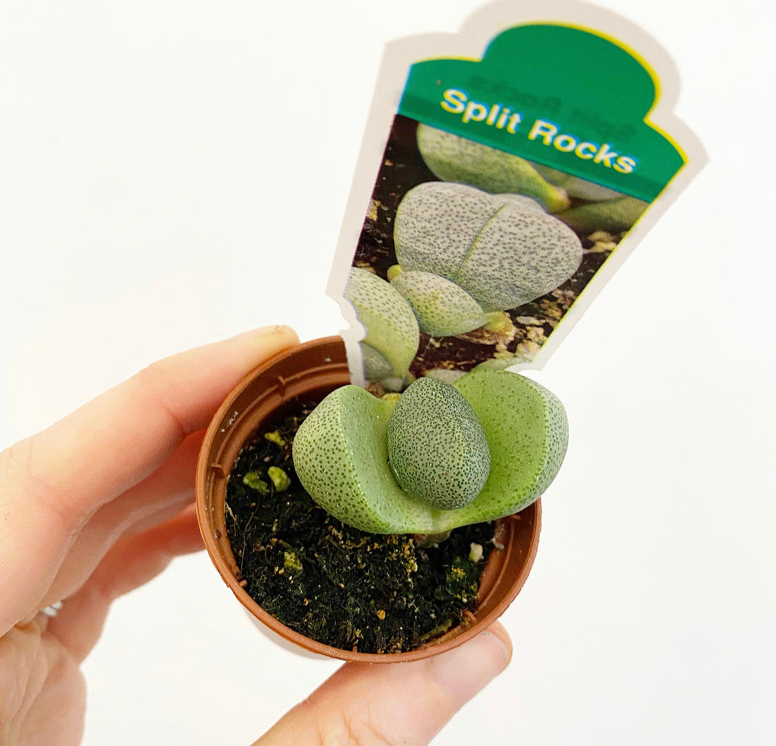 Split Rock ‘Pleiospilos nelii’