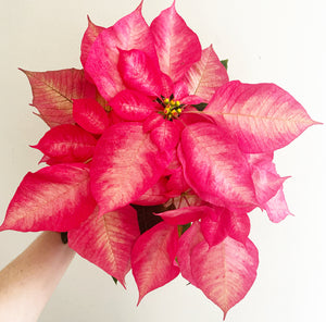 Poinsettia (Euphorbia pulcherrima)