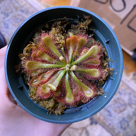 Drosera spatulata