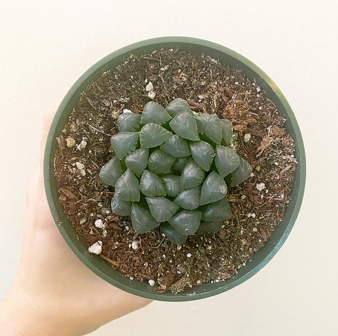 Haworthia cooperi