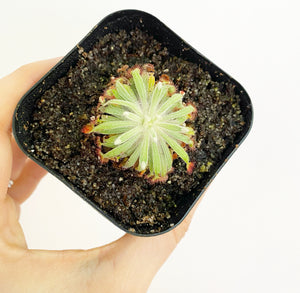 Drosera aff. ordensis ‘Kingston Rest – very wide leaf’