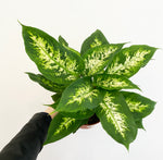 Load image into Gallery viewer, Dieffenbachia &#39;Tropic Snow’

