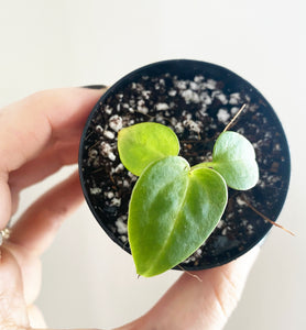 Anthurium crystallinum magnificum hybrid x forgetii