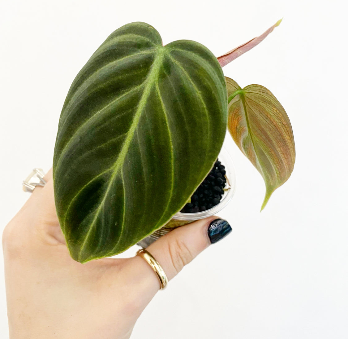 Philodendron rubrijuvenilum sp. 'El Choco Red'