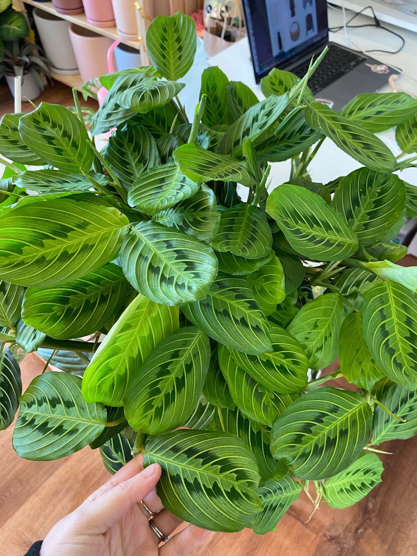 Maranta 'Lemon Lime'